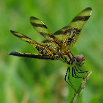 Halloween Pennant Dragonflies - Boca Raton, FL