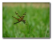 Halloween-Pennant-Dragonflies-Boca-Raton-FL-001