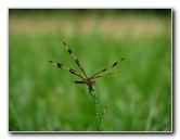 Halloween-Pennant-Dragonflies-Boca-Raton-FL-003