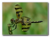 Halloween Pennant Dragonflies Pictures