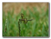 Halloween-Pennant-Dragonflies-Boca-Raton-FL-006