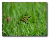 Halloween-Pennant-Dragonflies-Boca-Raton-FL-007