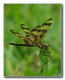 Halloween-Pennant-Dragonflies-Boca-Raton-FL-013