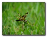 Halloween-Pennant-Dragonflies-Boca-Raton-FL-014