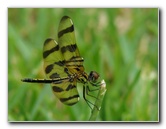 Halloween-Pennant-Dragonflies-Boca-Raton-FL-020