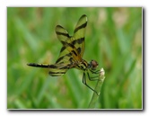 Halloween-Pennant-Dragonflies-Boca-Raton-FL-021