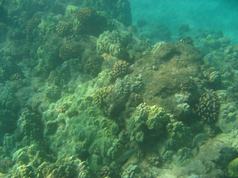 Hapuna-Beach-State-Park-Kamuela-Kohala-Big-Island-Hawaii-016