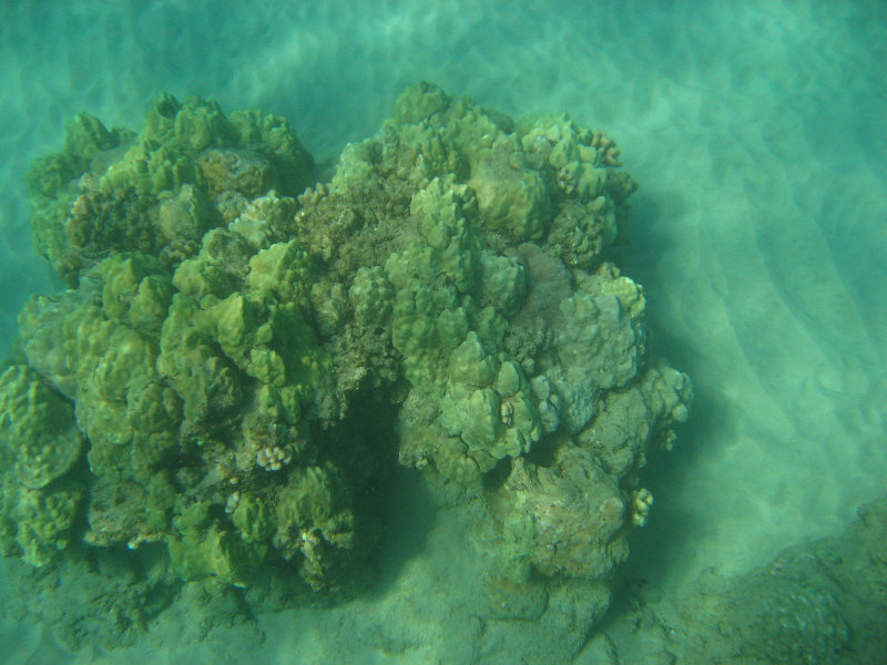 Hapuna-Beach-State-Park-Kamuela-Kohala-Big-Island-Hawaii-017