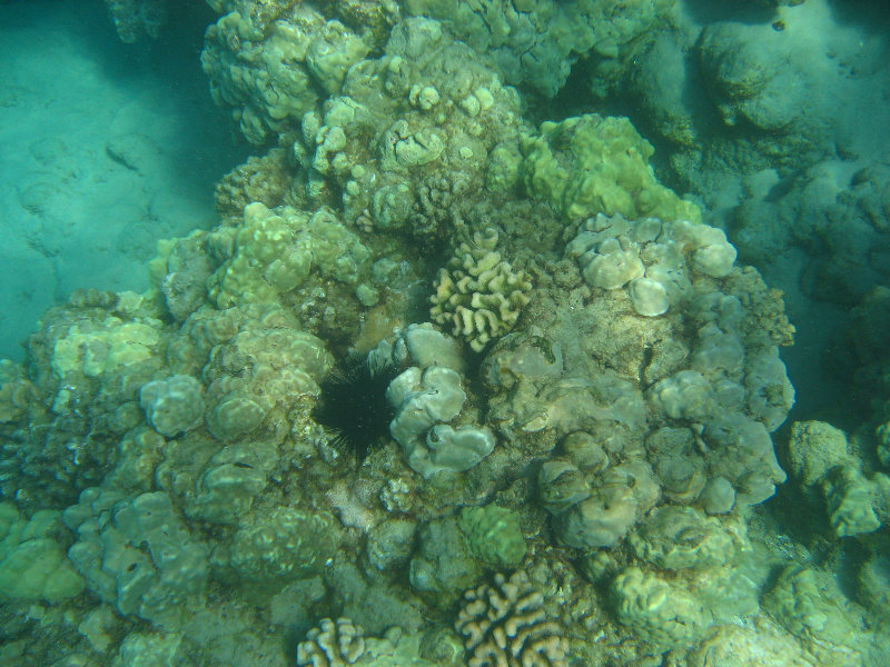 Hapuna-Beach-State-Park-Kamuela-Kohala-Big-Island-Hawaii-022