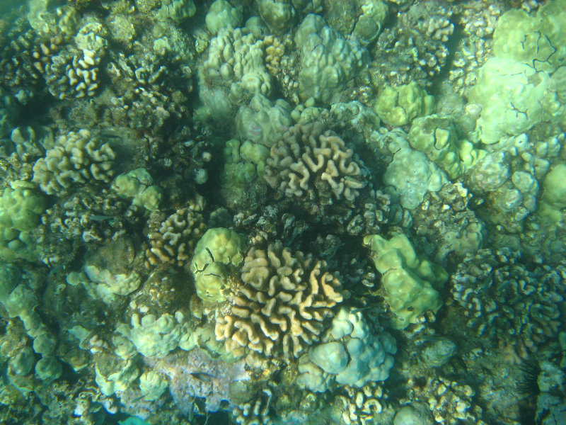 Hapuna-Beach-State-Park-Kamuela-Kohala-Big-Island-Hawaii-032