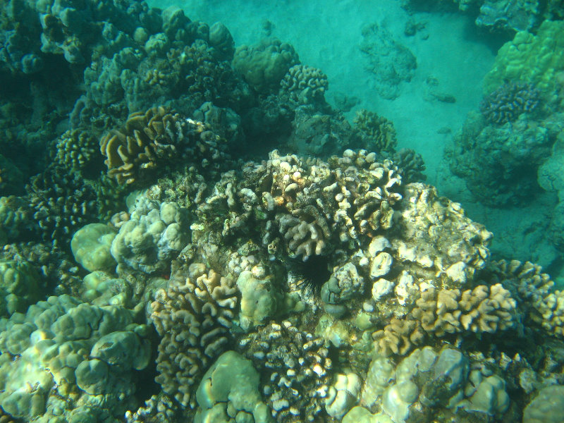 Hapuna-Beach-State-Park-Kamuela-Kohala-Big-Island-Hawaii-035