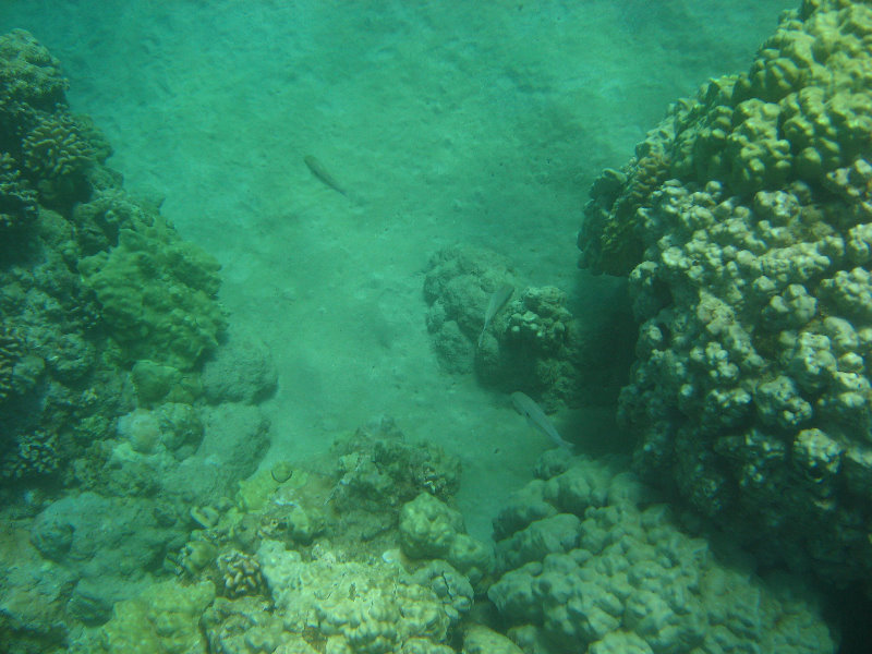 Hapuna-Beach-State-Park-Kamuela-Kohala-Big-Island-Hawaii-038