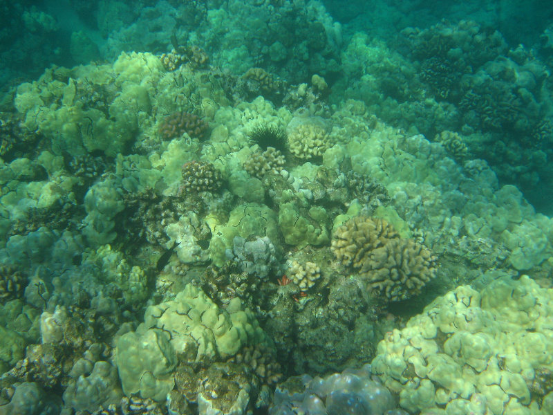 Hapuna-Beach-State-Park-Kamuela-Kohala-Big-Island-Hawaii-040