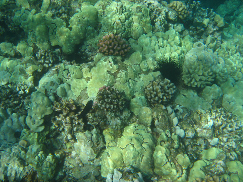 Hapuna-Beach-State-Park-Kamuela-Kohala-Big-Island-Hawaii-041