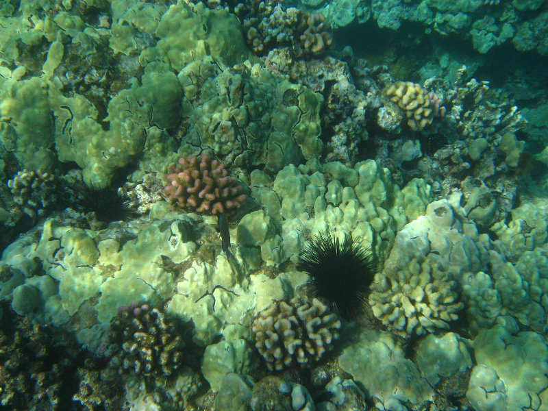 Hapuna-Beach-State-Park-Kamuela-Kohala-Big-Island-Hawaii-042