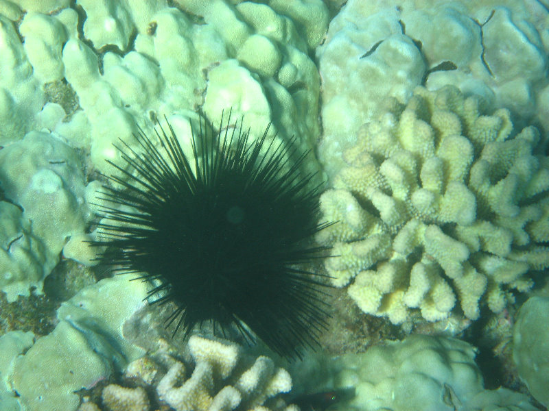 Hapuna-Beach-State-Park-Kamuela-Kohala-Big-Island-Hawaii-043