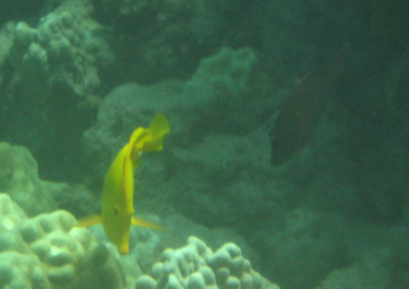 Hapuna-Beach-State-Park-Kamuela-Kohala-Big-Island-Hawaii-049