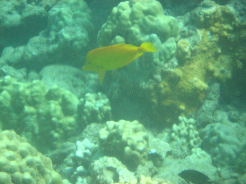 Hapuna-Beach-State-Park-Kamuela-Kohala-Big-Island-Hawaii-050