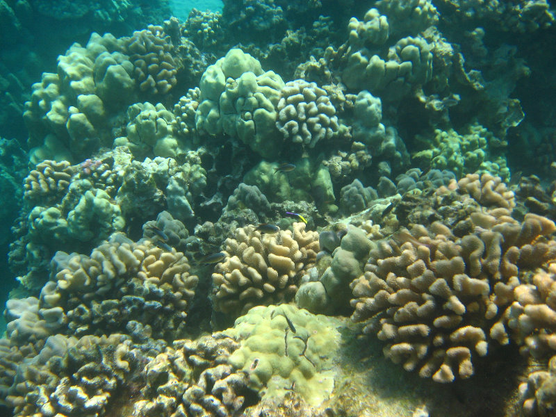 Hapuna-Beach-State-Park-Kamuela-Kohala-Big-Island-Hawaii-053