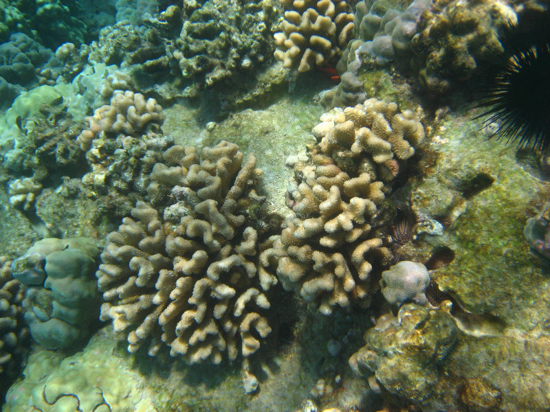 Hapuna-Beach-State-Park-Kamuela-Kohala-Big-Island-Hawaii-055