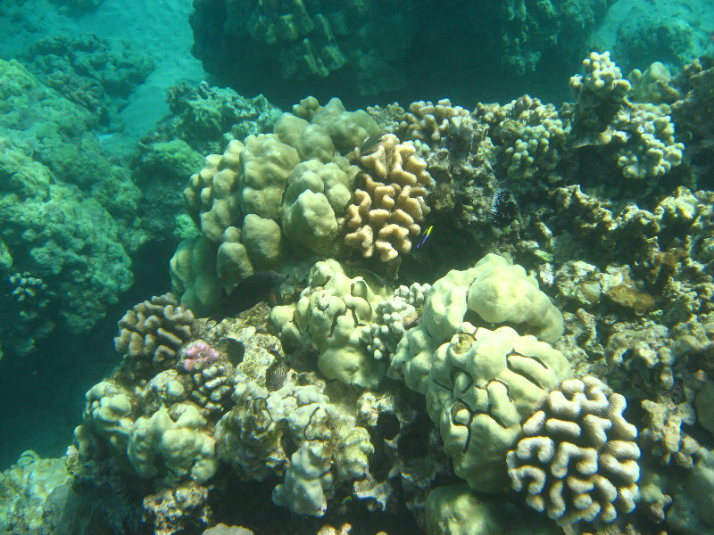 Hapuna-Beach-State-Park-Kamuela-Kohala-Big-Island-Hawaii-056