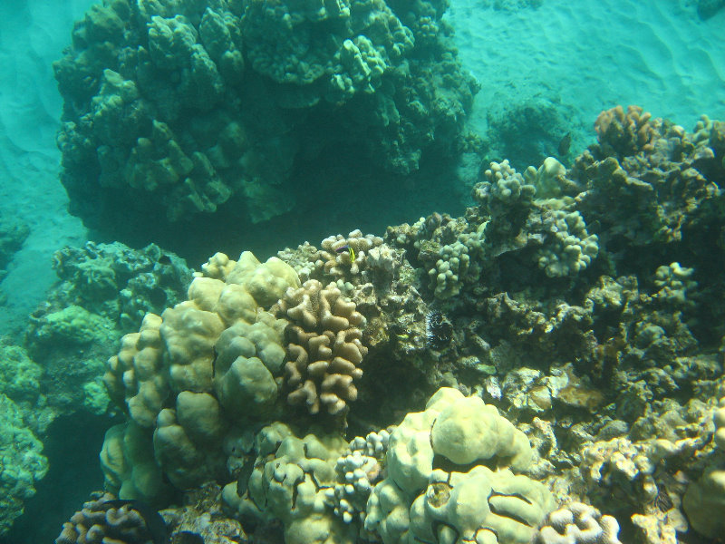 Hapuna-Beach-State-Park-Kamuela-Kohala-Big-Island-Hawaii-057