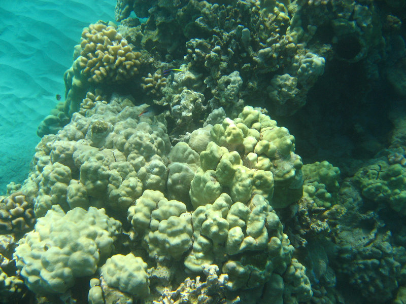 Hapuna-Beach-State-Park-Kamuela-Kohala-Big-Island-Hawaii-058