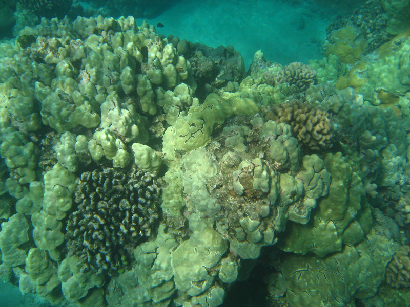 Hapuna-Beach-State-Park-Kamuela-Kohala-Big-Island-Hawaii-060