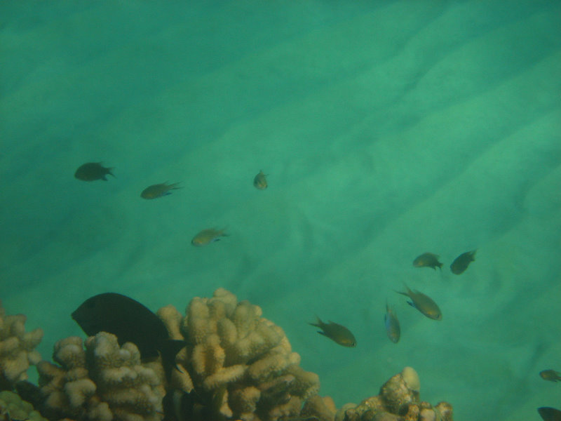 Hapuna-Beach-State-Park-Kamuela-Kohala-Big-Island-Hawaii-070