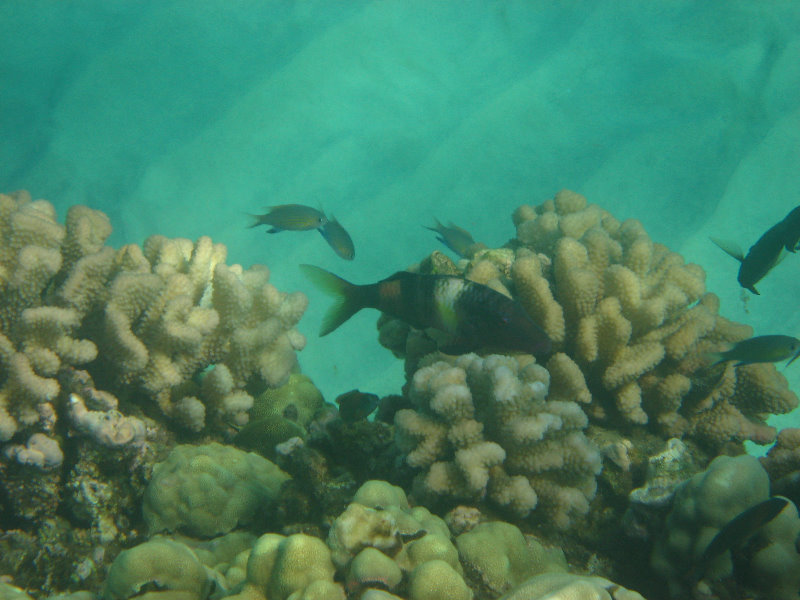 Hapuna-Beach-State-Park-Kamuela-Kohala-Big-Island-Hawaii-071