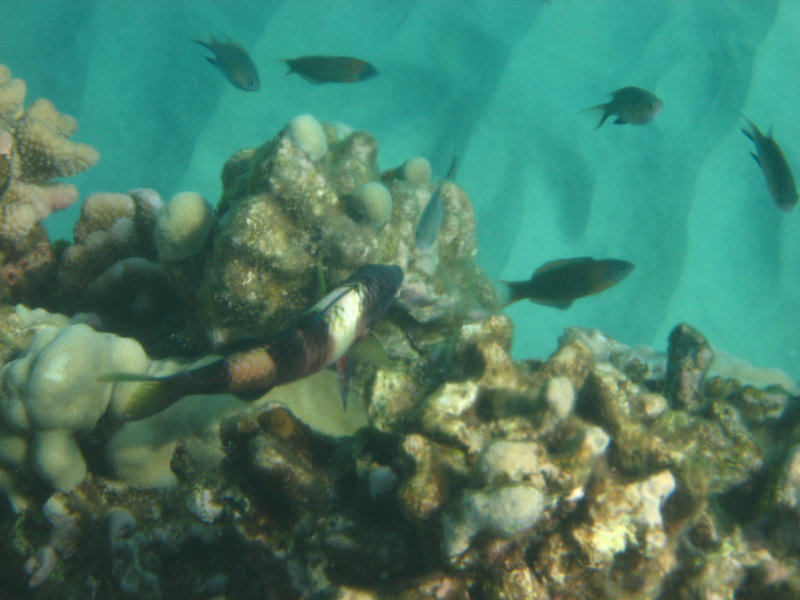 Hapuna-Beach-State-Park-Kamuela-Kohala-Big-Island-Hawaii-072