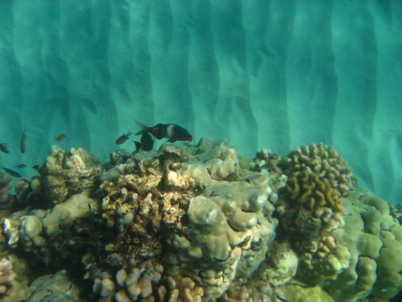 Hapuna-Beach-State-Park-Kamuela-Kohala-Big-Island-Hawaii-073