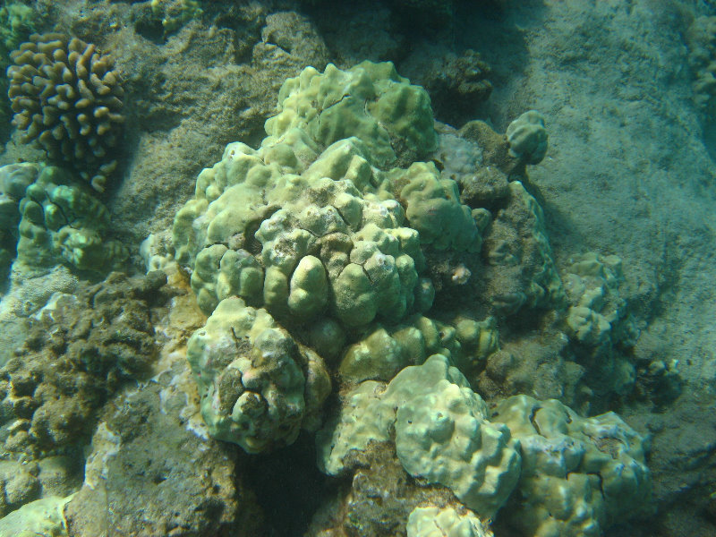 Hapuna-Beach-State-Park-Kamuela-Kohala-Big-Island-Hawaii-074