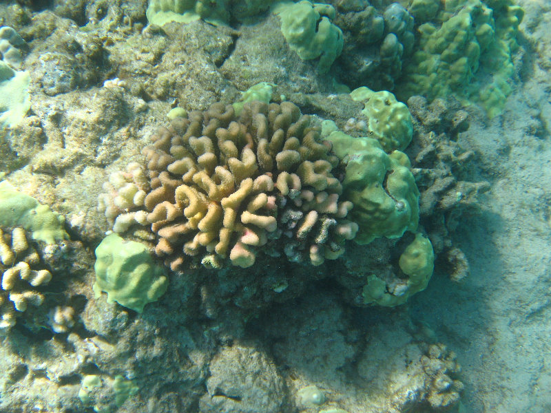 Hapuna-Beach-State-Park-Kamuela-Kohala-Big-Island-Hawaii-075