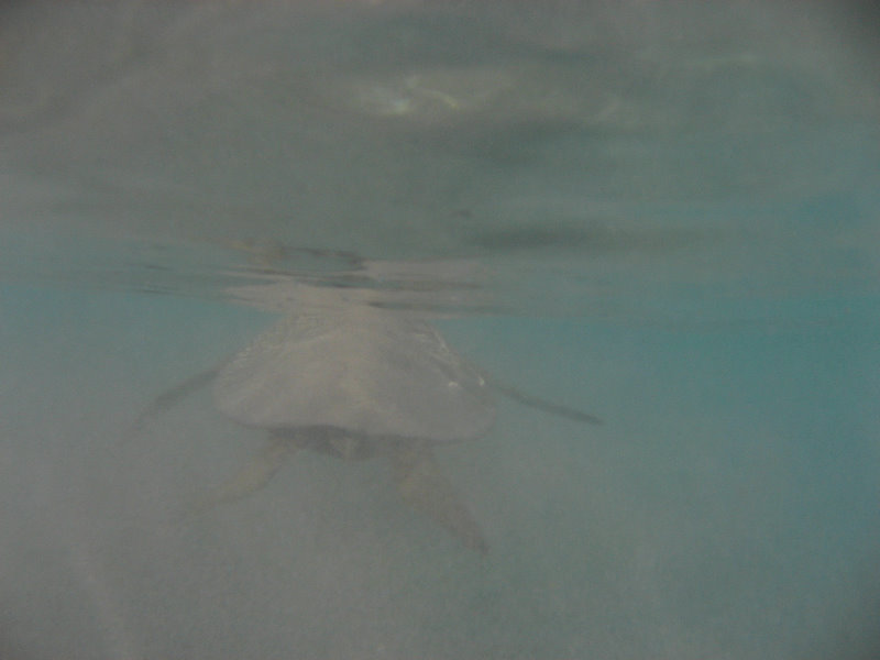 Hapuna-Beach-State-Park-Kamuela-Kohala-Big-Island-Hawaii-077