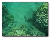 Hapuna-Beach-State-Park-Kamuela-Kohala-Big-Island-Hawaii-038