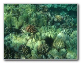 Hapuna-Beach-State-Park-Kamuela-Kohala-Big-Island-Hawaii-042