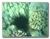 Hapuna-Beach-State-Park-Kamuela-Kohala-Big-Island-Hawaii-043