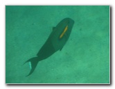 Hapuna-Beach-State-Park-Kamuela-Kohala-Big-Island-Hawaii-045