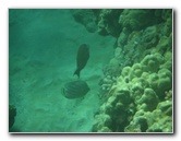 Hapuna-Beach-State-Park-Kamuela-Kohala-Big-Island-Hawaii-046