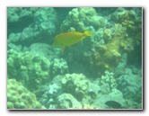 Hapuna-Beach-State-Park-Kamuela-Kohala-Big-Island-Hawaii-050