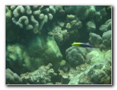 Hapuna-Beach-State-Park-Kamuela-Kohala-Big-Island-Hawaii-054