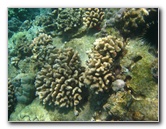 Hapuna-Beach-State-Park-Kamuela-Kohala-Big-Island-Hawaii-055