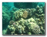 Hapuna-Beach-State-Park-Kamuela-Kohala-Big-Island-Hawaii-056