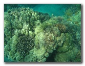 Hapuna-Beach-State-Park-Kamuela-Kohala-Big-Island-Hawaii-060