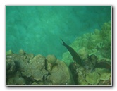 Hapuna-Beach-State-Park-Kamuela-Kohala-Big-Island-Hawaii-061