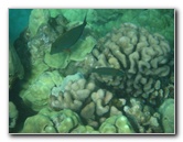 Hapuna-Beach-State-Park-Kamuela-Kohala-Big-Island-Hawaii-062