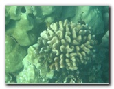 Hapuna-Beach-State-Park-Kamuela-Kohala-Big-Island-Hawaii-063