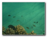 Hapuna-Beach-State-Park-Kamuela-Kohala-Big-Island-Hawaii-070