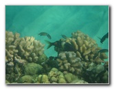 Hapuna-Beach-State-Park-Kamuela-Kohala-Big-Island-Hawaii-071